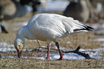 Snow Goose