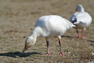 Snow Goose