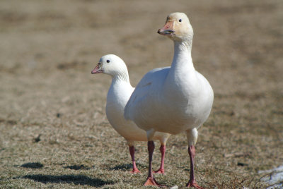 snow and ross's goose  