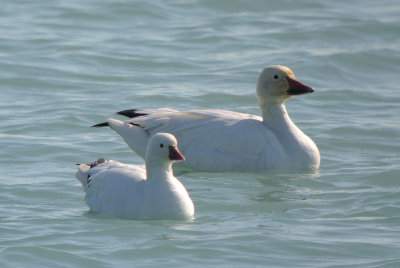 snow and ross's goose  side by side