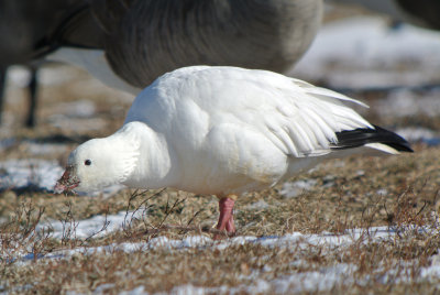 Ross's Goose