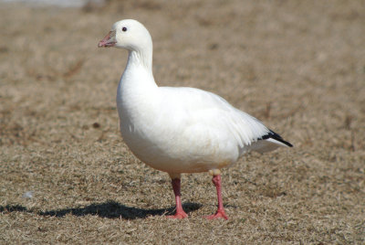 Ross's Goose