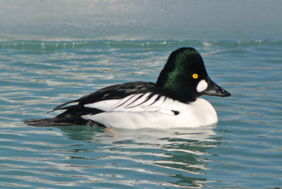 Common Goldeneye (male breeding )