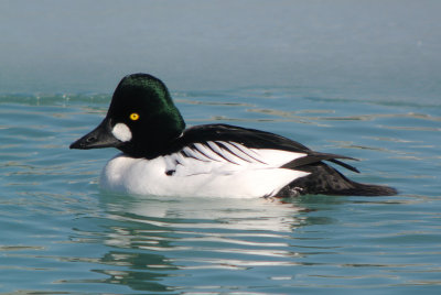 Common Goldeneye (male breeding )