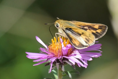 Fiery Skipper  