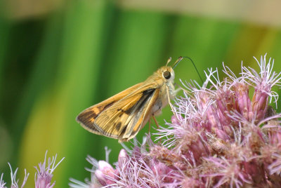 Fiery Skipper  