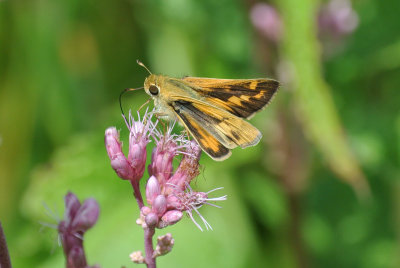 Fiery Skipper  