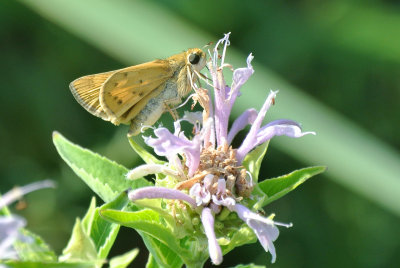 Fiery Skipper  