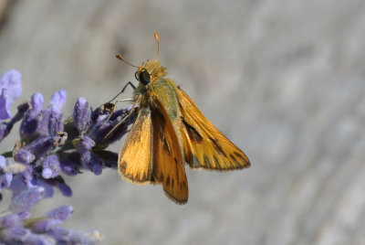 Fiery Skipper  