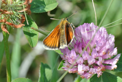 European Skipper (Thymelicus lineola )