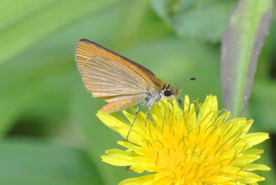 Least Skipper ( Ancyloxypha numitor )