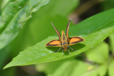 Least Skipper ( Ancyloxypha numitor )