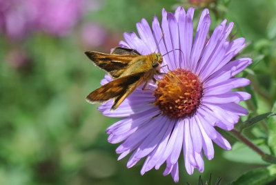 Peck's Skipper ( Polites peckius )