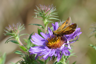 Peck's Skipper ( Polites peckius )