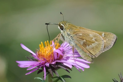 Sachem (Atalopedes campestris )