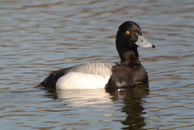 Lesser Scaup (Aythya affinis )