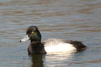 Lesser Scaup (Aythya affinis )