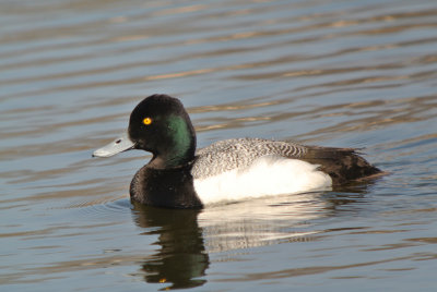 Lesser Scaup (Aythya affinis )