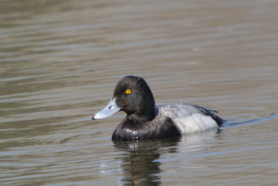 Lesser Scaup (Aythya affinis )