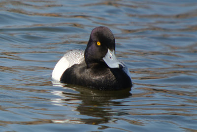 Lesser Scaup (Aythya affinis )