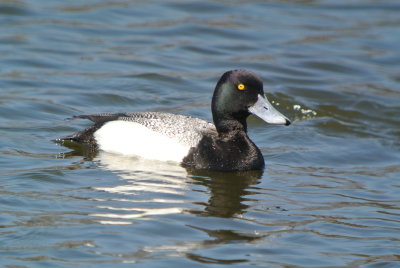 Lesser Scaup (Aythya affinis )