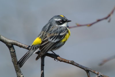 Yellow-rumped Warbler ( Dendroica coronata ) Myrtle