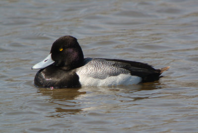 Lesser Scaup (Aythya affinis )