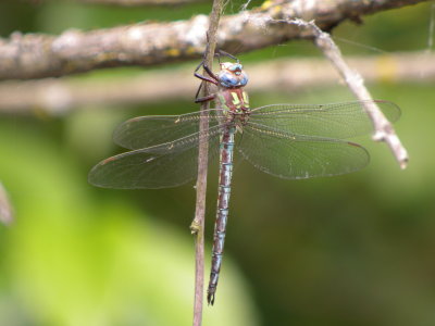 Cyrano Darner ( Nasiaeschna pentacantha ) male