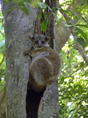 Milne-Edwards Sportive Lemur