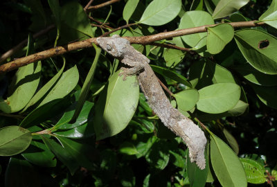 Leaf-tailed Gecko (uroplatus)