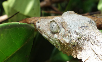 Leaf-tailed Gecko (uroplatus)