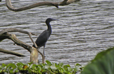 Black Egret