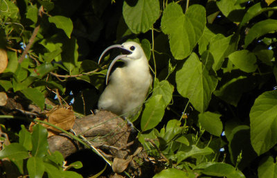 Sickle-Billed Vanga