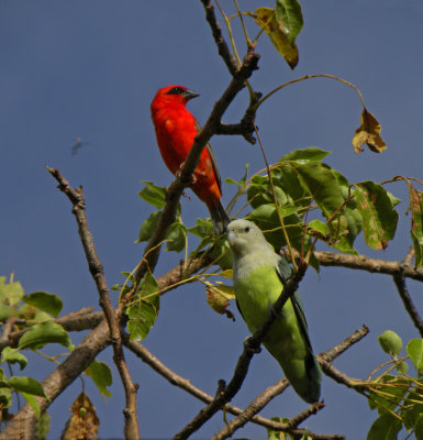 Madagascar Fody and Grey-Headed Lovebird
