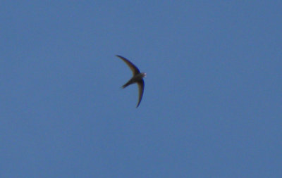 Madagascar Black Swift