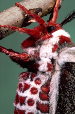 Cercropia Moth.jpg