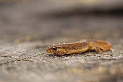 Kleine Watersalamander