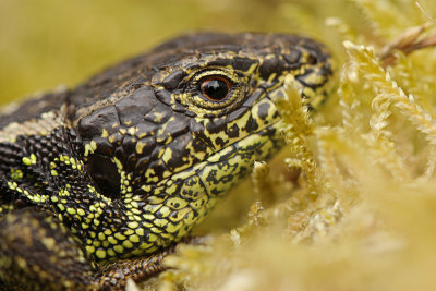 Zandhagedis