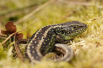 Zandhagedis