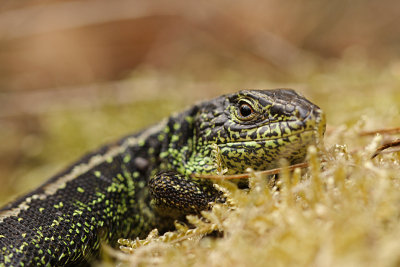 zandhagedis