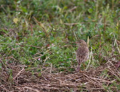 _MG_8988.16.02.2012.jpg