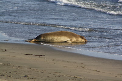 Elephants Seals of San Simeon