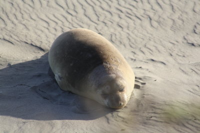 Elephants Seals of San Simeon