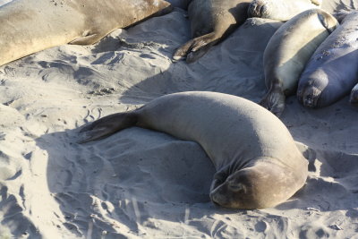 Elephants Seals of San Simeon