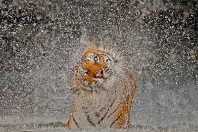 Tigress Express Joy