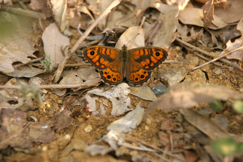 Argusvlinder ♂