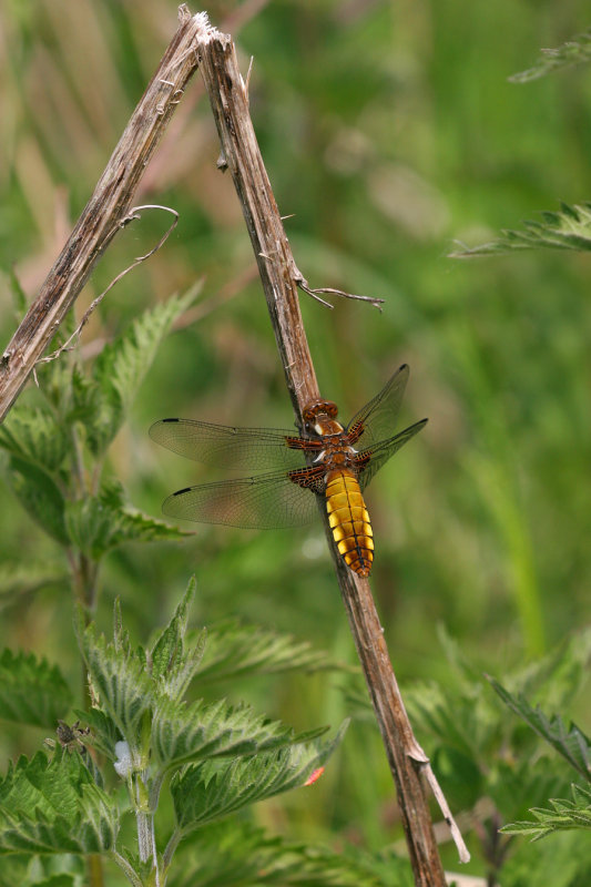 Platbuik 