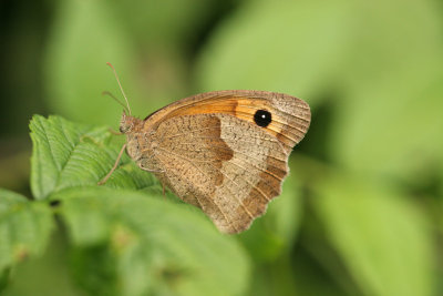 Bruin zandoogje (Maniola jurtina)