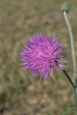 Thistle-89-web.jpg