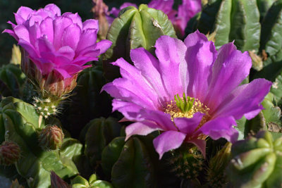 Cactus-0092-web.jpg